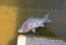 Šta se dešava sa ribom u jezeru Hazna?