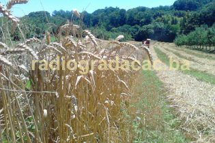 Obavještenje poljoprivrednim proizvođačima sa područja grada Gradačca