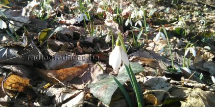 Agrometeorološka prognoza od 2. do 8.2.2026. godine