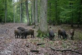 Obavještenje LD “Jelen” Gradačac” o odstrjelu divljih svinja