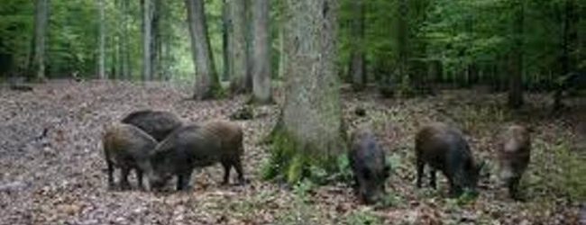 LOVAČKO DRUŠTVO “JELEN”: Obavijest o poduzetim mjerama i radnjama vezano za štetu koju čine divlje svinje u poljoprivredi