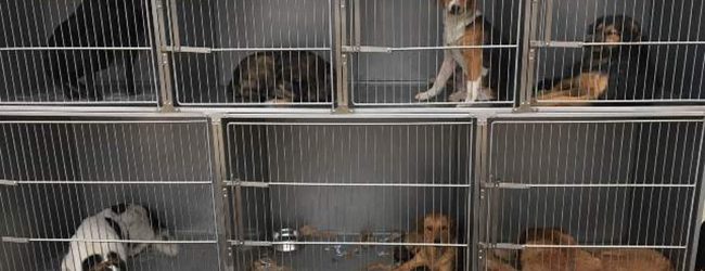 Počele aktivnosti na hvatanju napuštenih pasa u Gradačcu