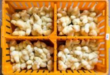 Poljovet godišnje proizvodi 8 miliona jednodnevnih pilića za uzgoj brojlera