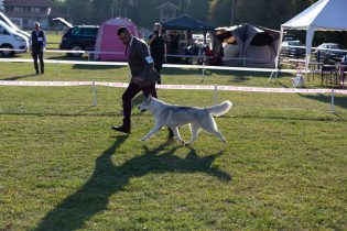 Sibirski haski vlasnice Gabriele Holo iz Mađarske pobjednik izložbe pasa u Gradačcu