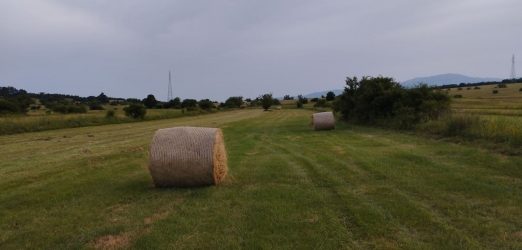 Agrometeorološka prognoza od 08. do 14.07.2024. godine