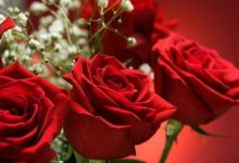 Čestitka gradonačelnika povodom Međunarodnog dana žena