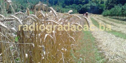 Agrometeorološka prognoza od 30.6. do 6,7.2025. godine