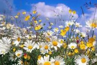 Servisne informacije za 31.07.2025.