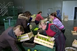 Kruške i jabuke iz Gradačca na tržištu Ruske Federacije