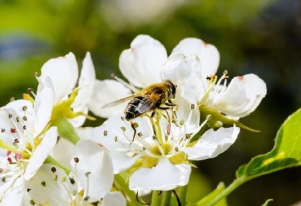 Danas je Svjetski dan pčela