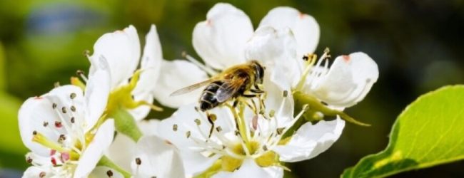 Ažuriranje podataka u Registru pčelara i pčelinjaka