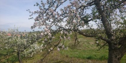 Agrometeorološka prognoza od 20. do 26.04.2026. godine