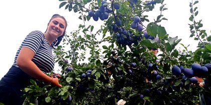 Agrometeorološka prognoza od 3. do 9.8.2026. godine