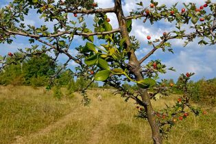 Servisne informacije za 19.08.2025.