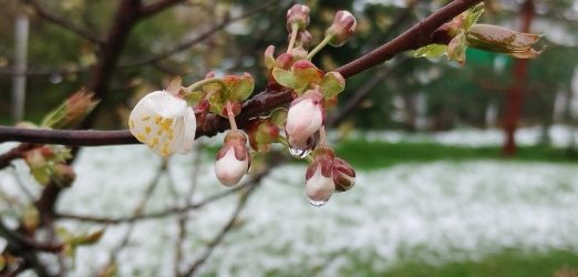 Agrometeorološka prognoza od 30.3. do 5.4.2026. godine