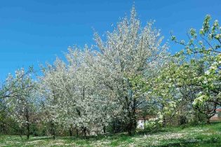 Agrometeorološka prognoza od 13. do 19.4.2026. godine