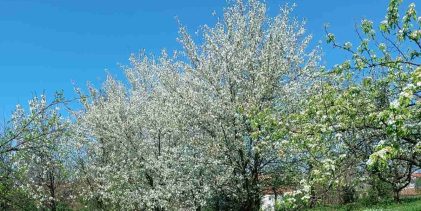 Agrometeorološka prognoza od 13. do 19.4.2026. godine