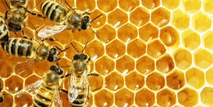 U srijedu, 15. aprila počinje ažuriranje podataka u Registru pčelara i pčelinjaka